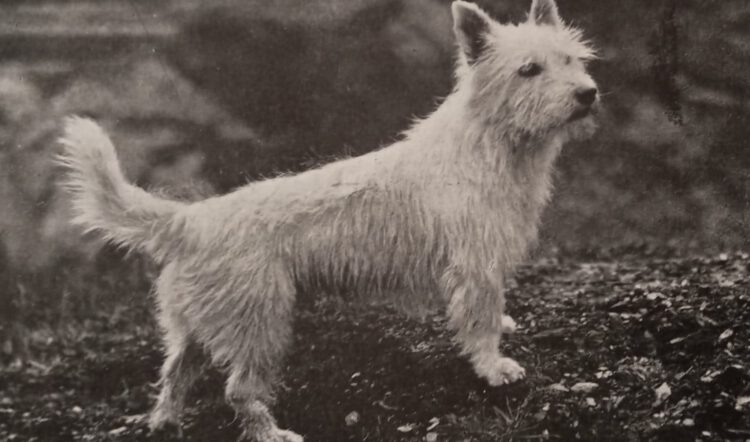 WEST HIGHLAND TERRIER, UN LUCHADOR CON UNA EQUIVOCADA “CARA DE NIÑO”.